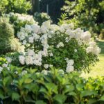 Guía para plantar cultivar y cuidar la hortensia ‘Strawberry Sundae’