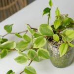 Guía para plantar cultivar y cuidar la Peperomia