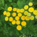Guía para plantar cultivar y cuidar la planta Tansy