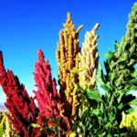 Guía para plantar cultivar y cuidar la quinoa