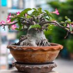 Guía para plantar cultivar y cuidar la rosa del desierto