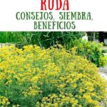 Guía para Plantar Cultivar y Cuidar la Ruda de Prado