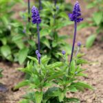 Guía para plantar cultivar y cuidar la salvia de otoño
