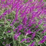 Guía para plantar cultivar y cuidar la Salvia Mexicana