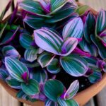 Guía para plantar cultivar y cuidar la Tradescantia Nanouk