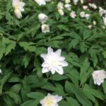 Guía para plantar cultivar y cuidar las anémonas de bosque