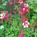 Guía para plantar cultivar y cuidar las flores de Aquilegia