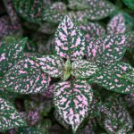 Guía para plantar cultivar y cuidar las plantas Polka Dot