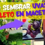 Guía para plantar cultivar y cuidar las uvas