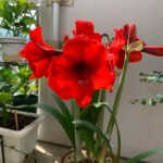 Guía para plantar cultivar y cuidar lirios en arbusto