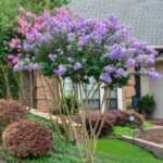 Guía para plantar cultivar y cuidar los Crape Myrtles