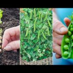 Guía para plantar cultivar y cuidar los guisantes ‘My Navy