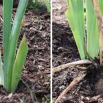 Guía para plantar cultivar y cuidar los lirios cola de zorra