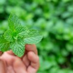 Guía para plantar cultivar y cuidar menta exitosamente