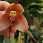 Guía para plantar cultivar y cuidar orquídeas Drácula
