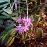Guía para plantar cultivar y cuidar orquídeas Epidendrum