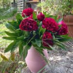 Guía para plantar cultivar y cuidar peonías en floración