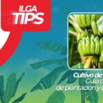 Guía para plantar cultivar y cuidar plantas de banano