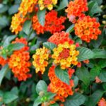 Guía para plantar cultivar y cuidar plantas de lantana