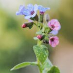 Guía para plantar cultivar y cuidar Pulmonaria