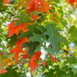 Guía para plantar cultivar y cuidar robles