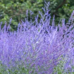 Guía para Plantar Cultivar y Cuidar Salvia Rusa