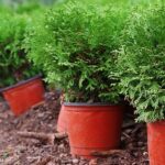 Guía para Plantar Cultivar y Cuidar Tuya