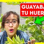 Guía para plantar cultivar y cuidar un árbol de guayaba