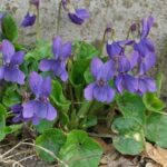 Guía para plantar cultivar y cuidar violetas de llama