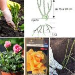 Guía para plantar rosales a raíz desnuda en 6 sencillos pasos
