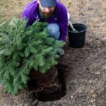 Guía para plantar tu árbol de Navidad vivo