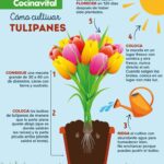 Guía para Plantar Tulipanes en Maceta: 11 Consejos Clave