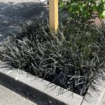 Guía para plantar y cuidar el césped negro Mondo