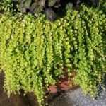 Guía para plantar y cuidar la Creeping Jenny fácilmente