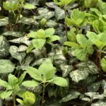 Guía para plantar y cuidar la Pachysandra Procumbens