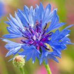 Guía para plantar y cuidar las flores aciano