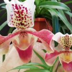 Guía para plantar y cuidar orquídeas zapatilla de Venus