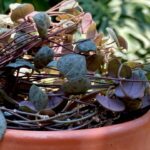 Guía para Podar Ceropegia y Lograr Plantas Más Frondosas