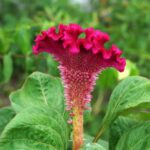 Guía para Podar Flores de Celosia y Cresta de Gallo