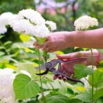 Guía para Podar Hortensias en 7 Sencillos Pasos