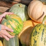 Guía para Podar Plantas de Calabaza y Obtener Mejores Cosechas