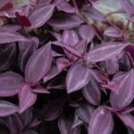 Guía para Podar Tradescantia Zebrina y Lograr un Follaje Exuberante