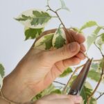 Guía para Podar un Ficus en Siete Sencillos Pasos