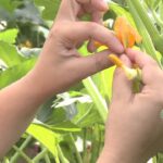Guía para Polinizar Calabazas a Mano
