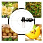 Guía para polinizar tus árboles frutales de interior fácilmente