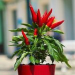 Guía para Proteger las Plantas de Pimiento en Invierno