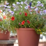 Guía para Proteger Petunias en Macetas durante el Invierno
