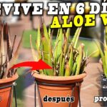 Guía para Recuperar una Planta de Aloe Vera con Podredumbre Radicular