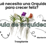 Guía para satisfacer las necesidades de humedad de tu orquídea