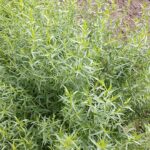 Guía para Sembrar Cultivar y Cuidar el Estragón